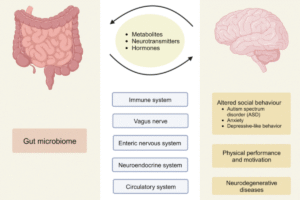 gut-brain axis
