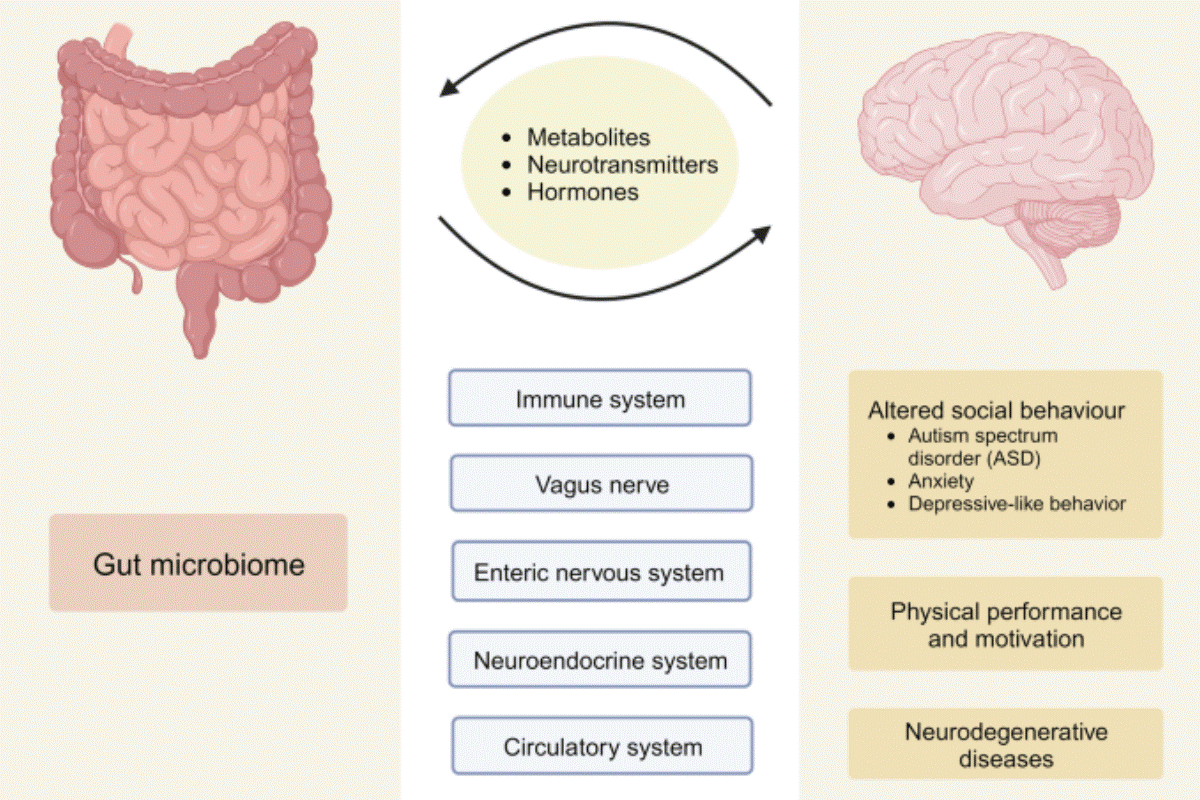 The Gut-Brain Axis: How Your Gut Health Shapes Your Mood and Mind
